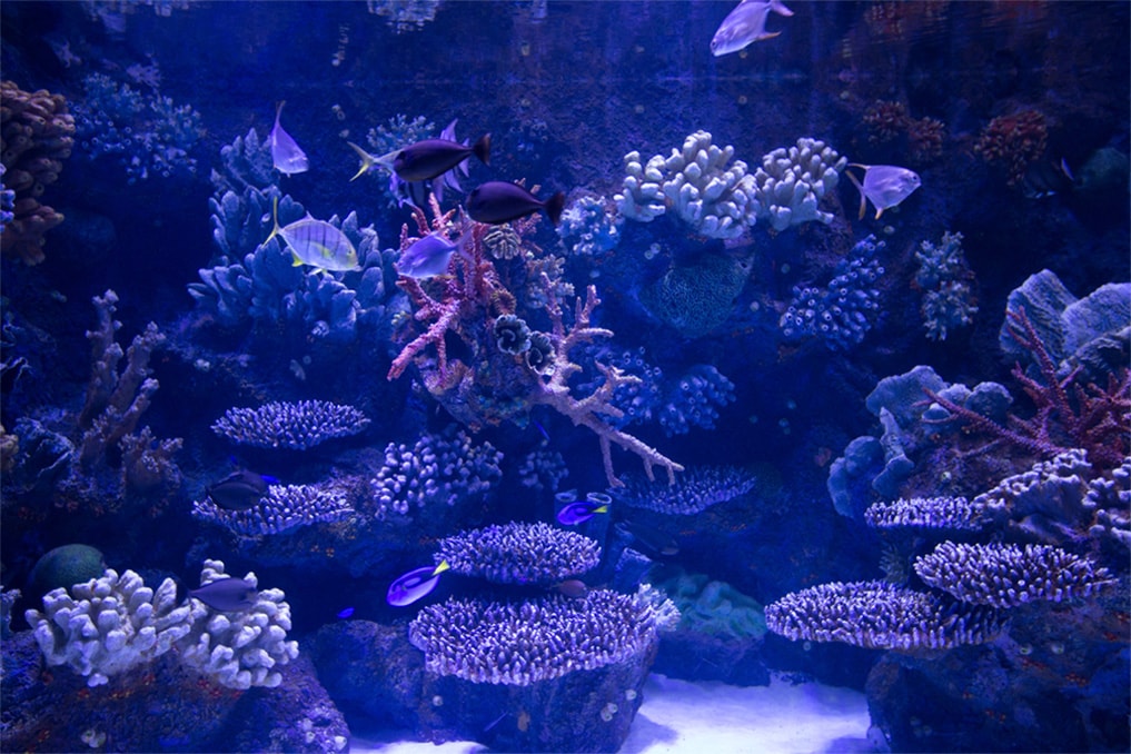 Marine Life Support Systems